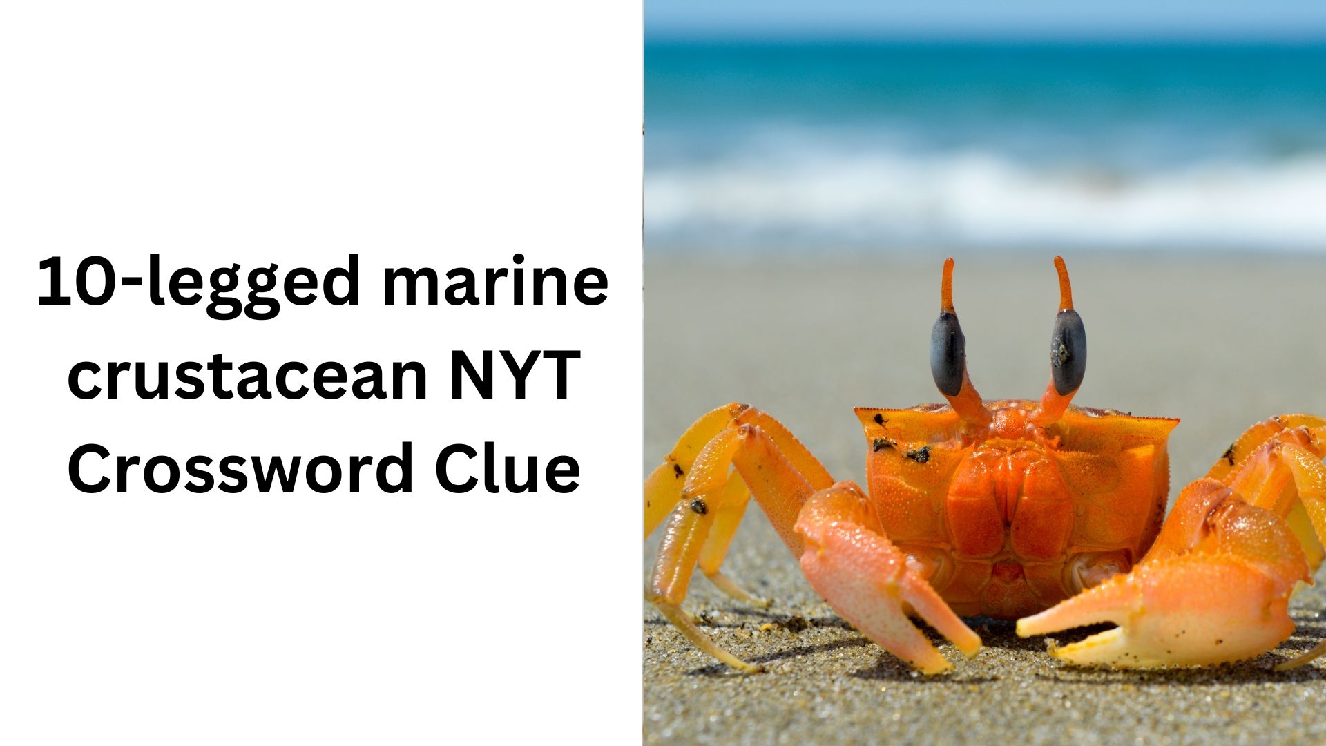 10 legged Marine Crustacean NYT Crossword Clue January 18 2025