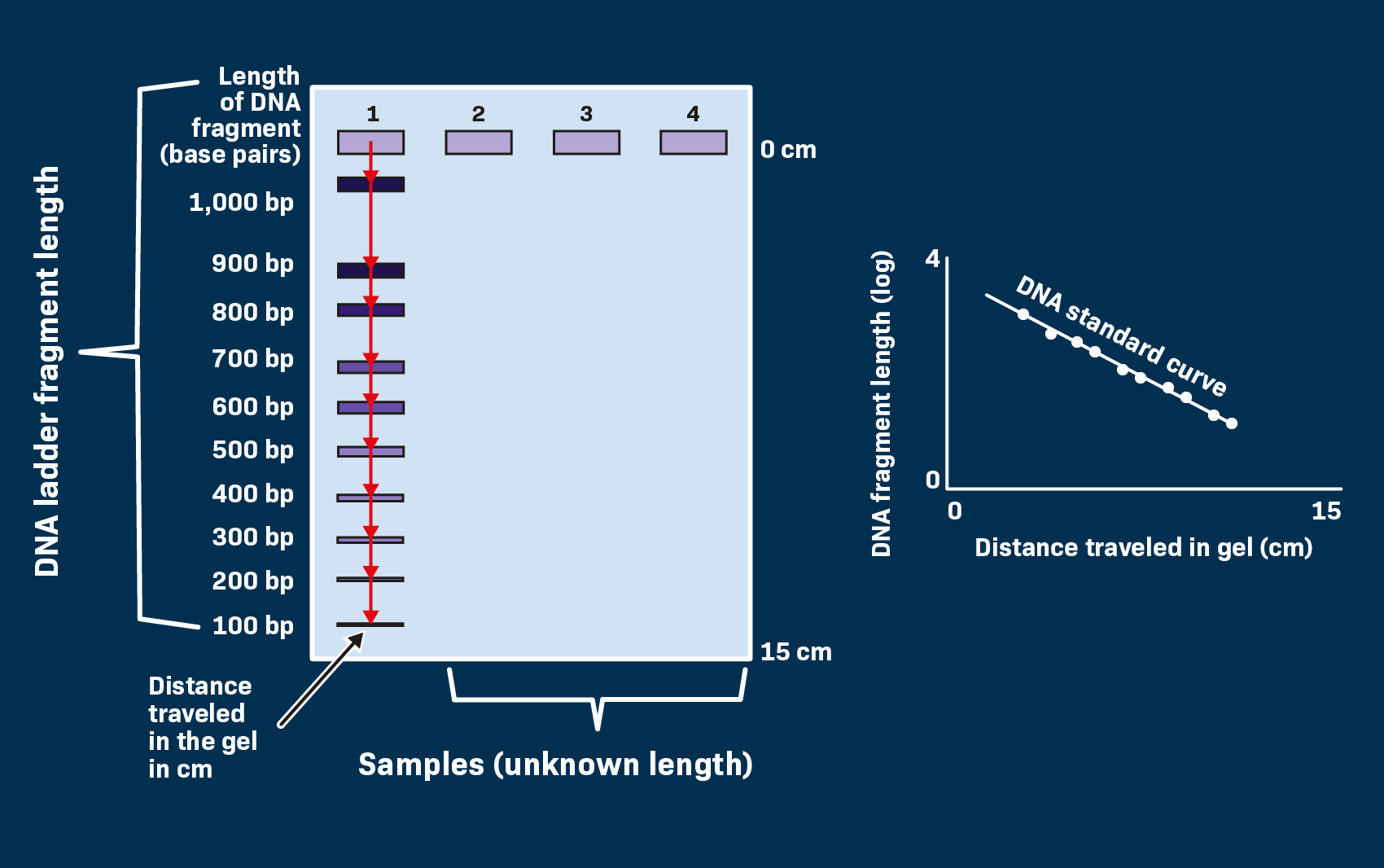 13 Using A Standard Curve In Gels LabXchange