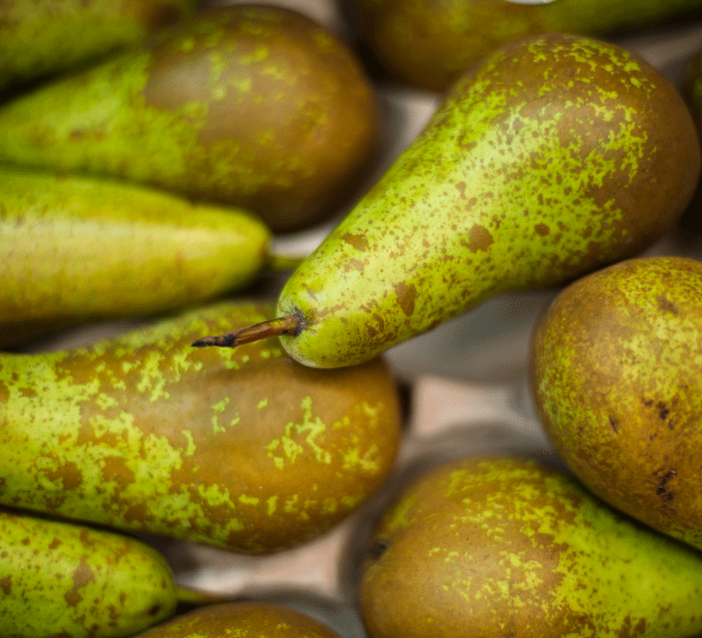 23 Varieties Of Pear Good Food 23 Varieties Of Pear Good Food