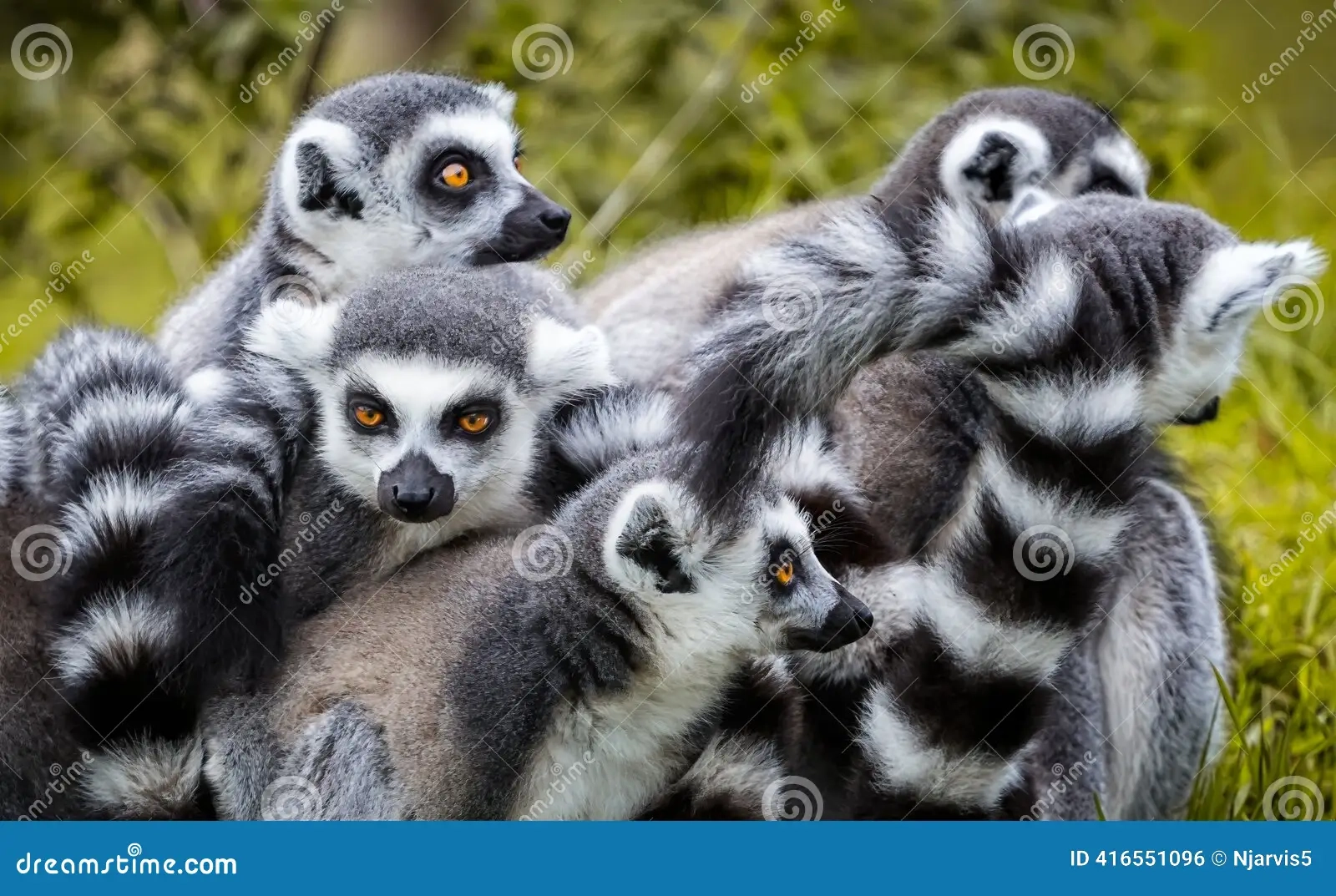 591 Ring Tailed Lemur Isolated Stock Photos Free Royalty Free Stock Photos From Dreamstime