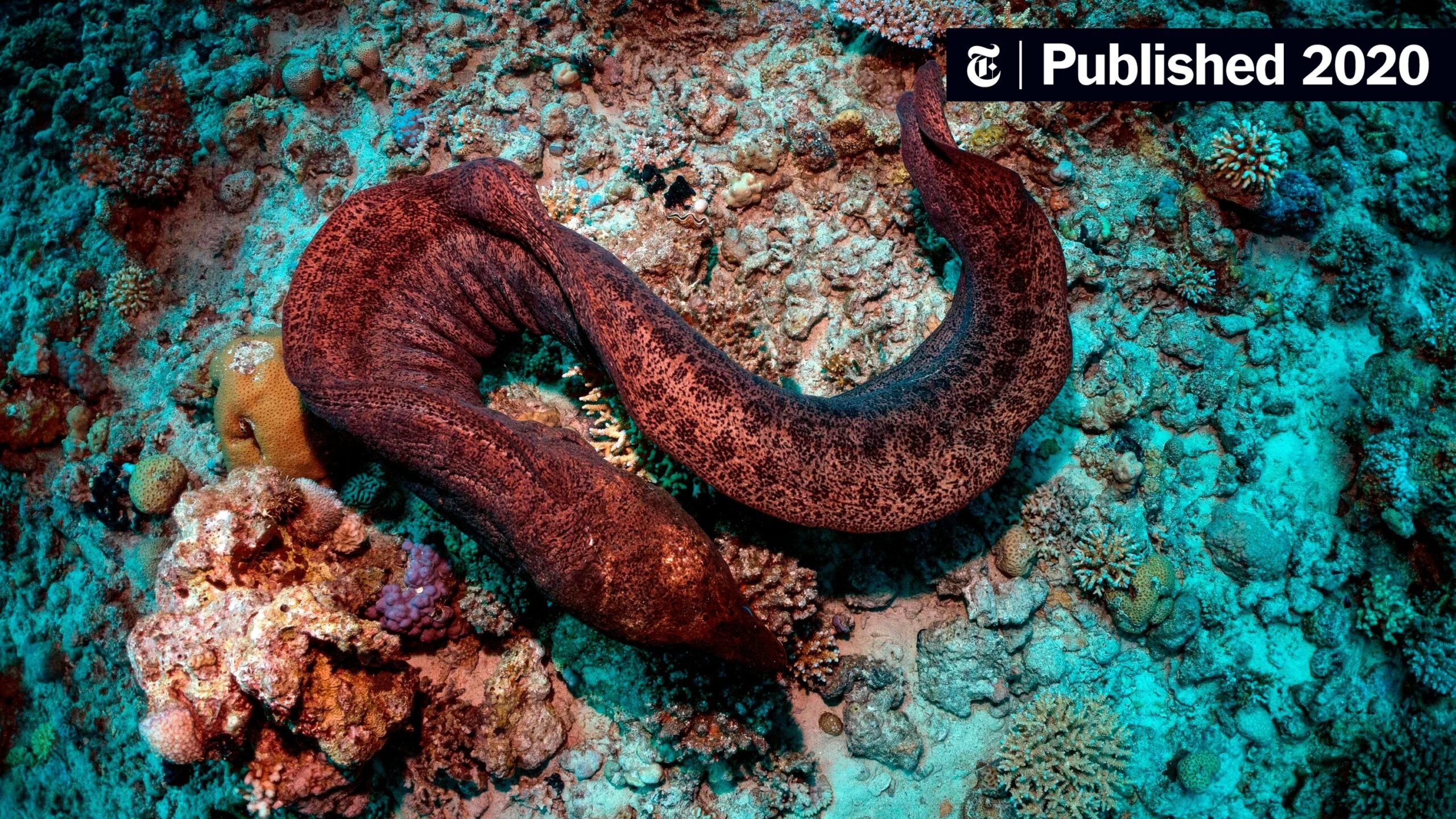 A Long History In Ichthyology The New York Times A Long History In Ichthyology The New York Times