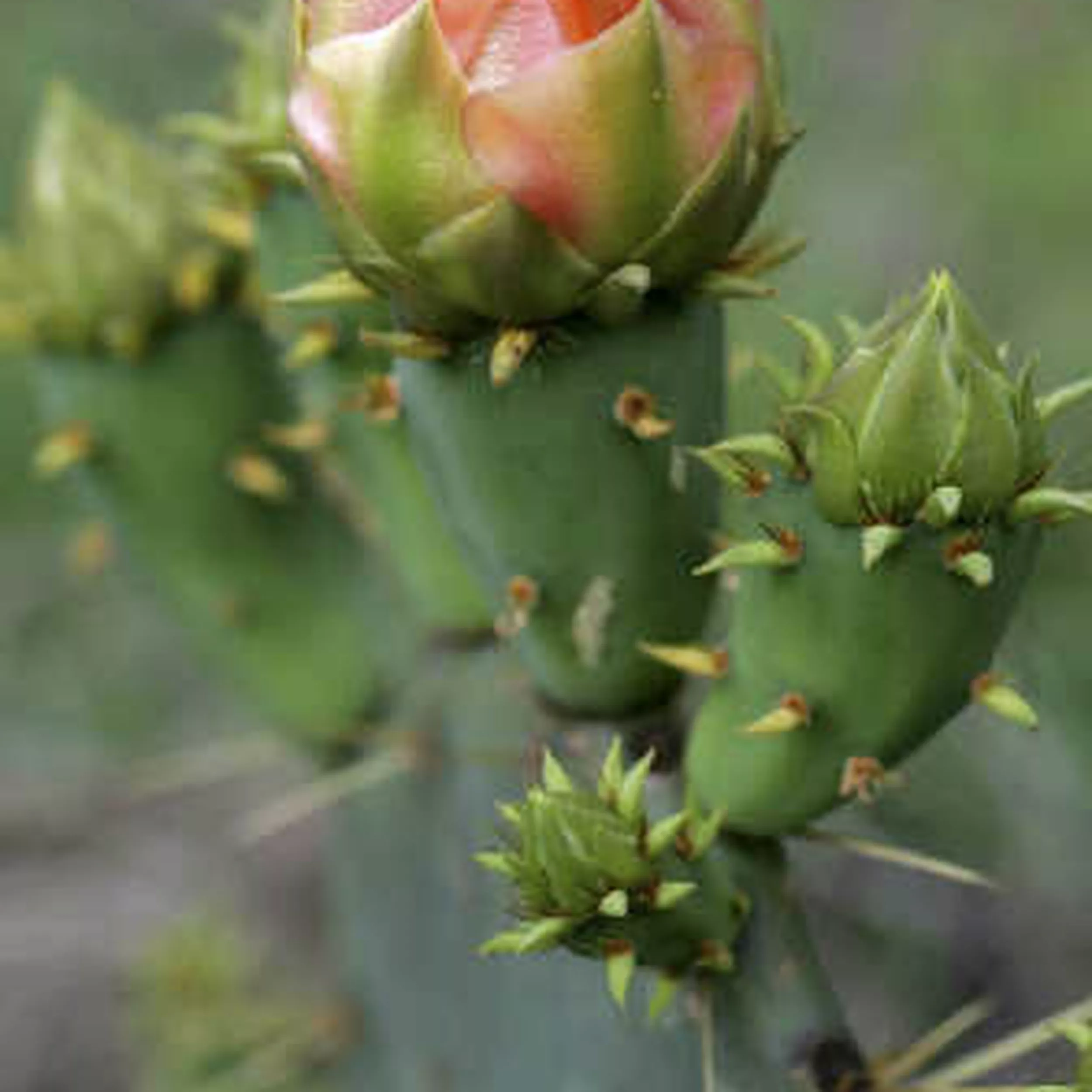 A Softer Side Of Cactus A Softer Side Of Cactus