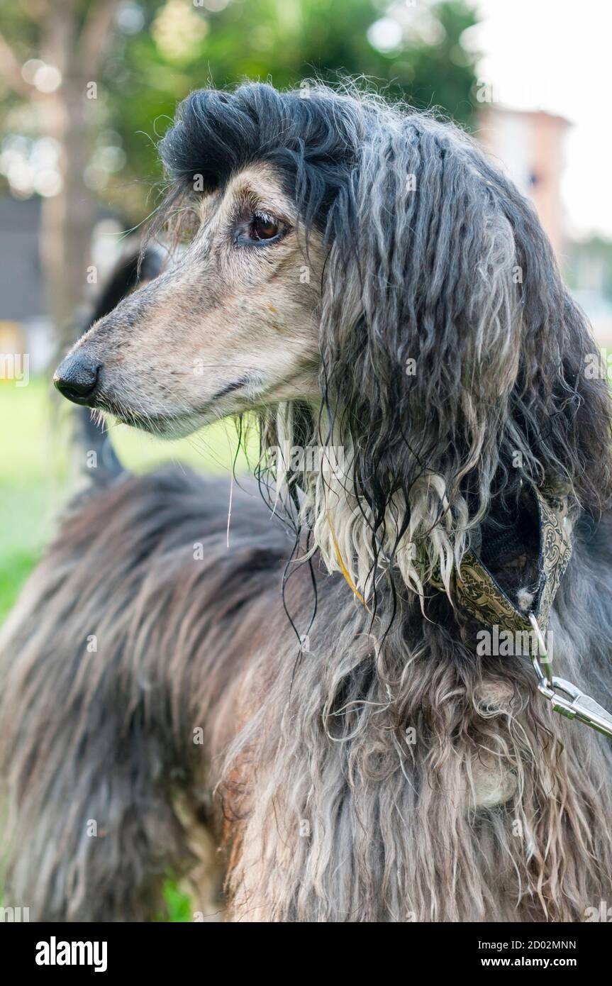 Afghan Hound Dog Distinguished By Its Thick Fine Silky Coat Stock Photo Alamy