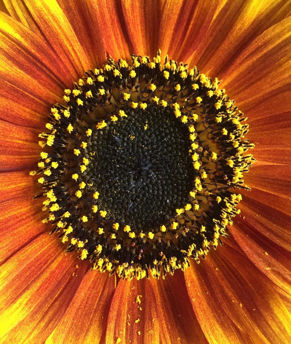 word after flower or fire