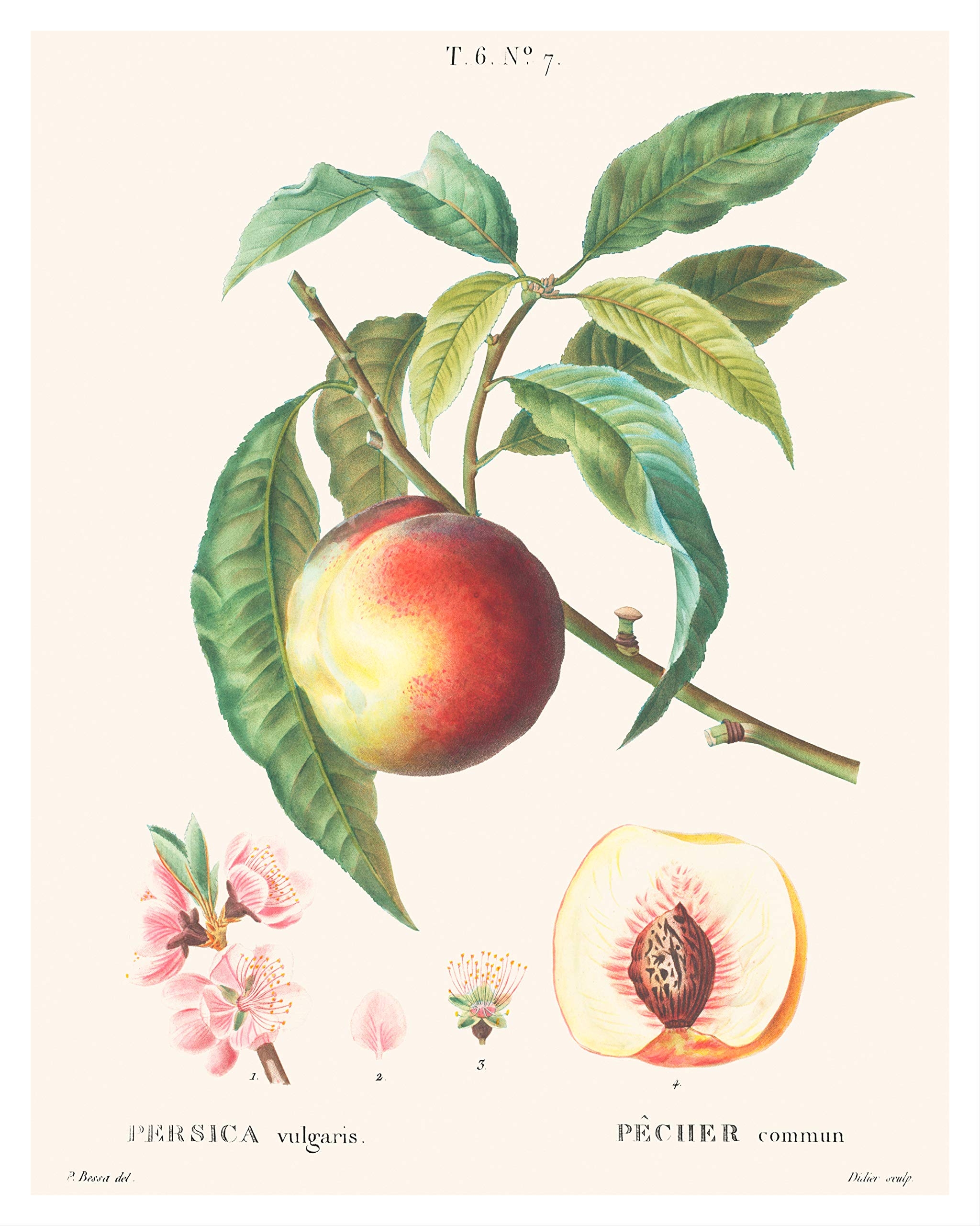 peach or plum botanically
