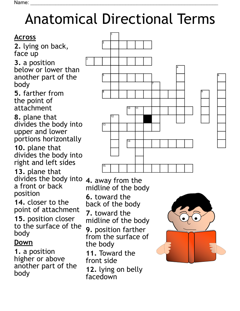 Anatomical Directional Terms Crossword WordMint Anatomical Directional Terms Crossword WordMint