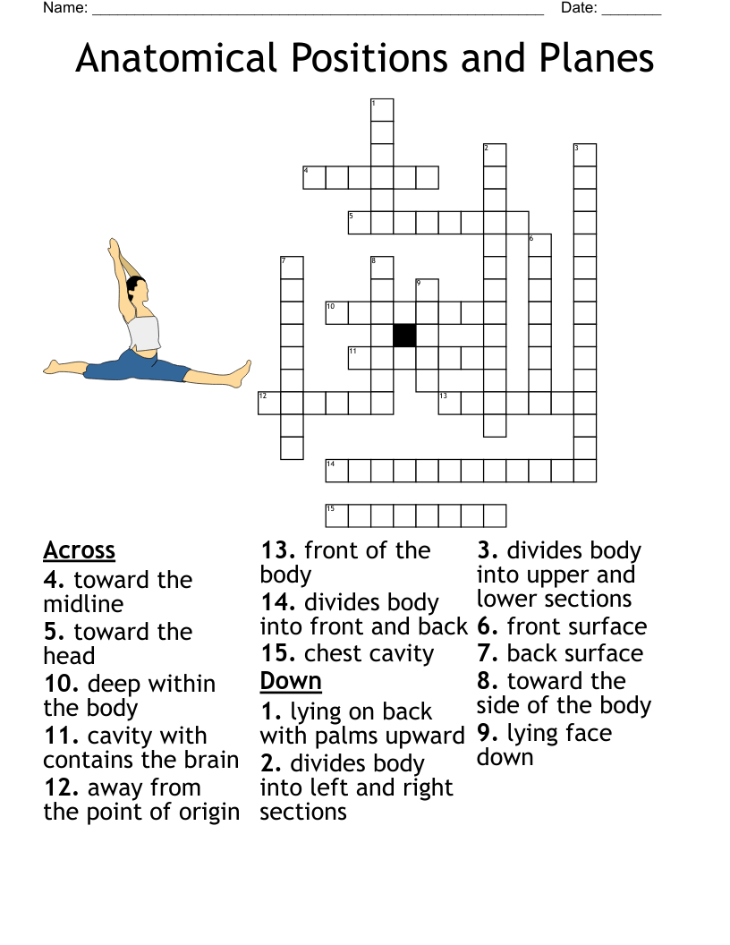 Anatomical Positions And Planes Crossword WordMint Anatomical Positions And Planes Crossword WordMint