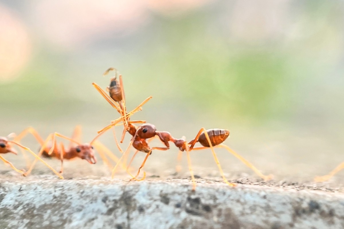 Ants May Amputate Other Ants To Save Them Is This A Sign Of Empathy Discover Magazine