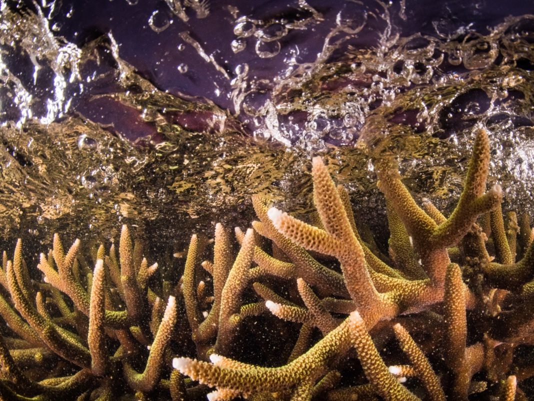 coral growth crossword clue