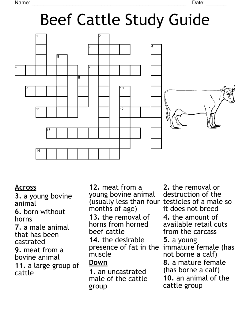 Beef Cattle Study Guide Crossword WordMint