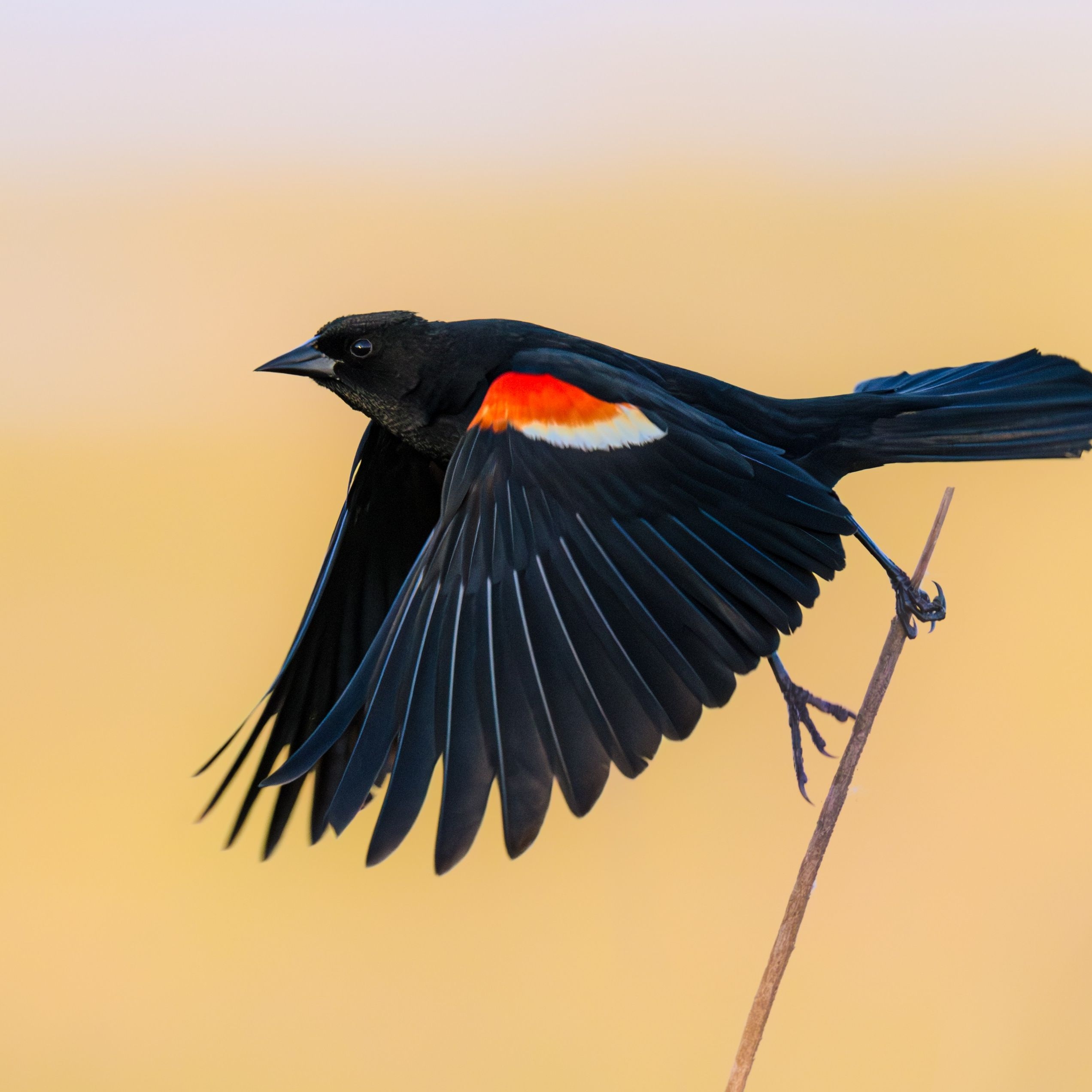 blackbird crossword clue