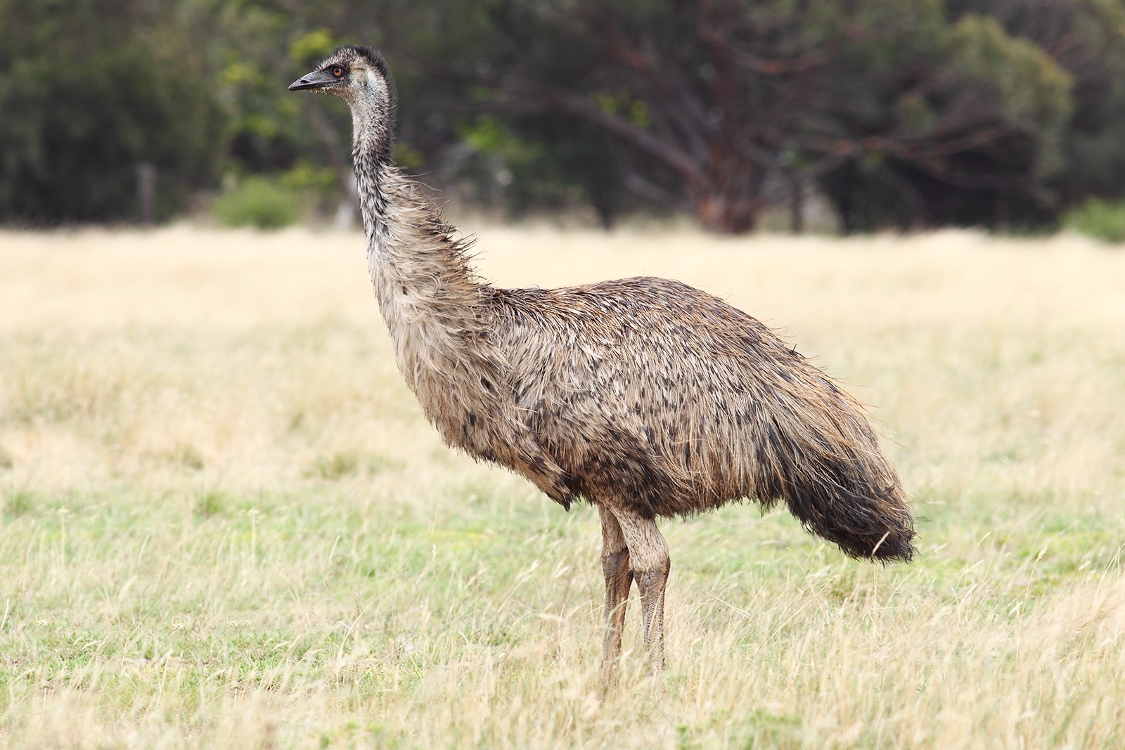 Birds Emu Henry E Hooper Birds Emu Henry E Hooper