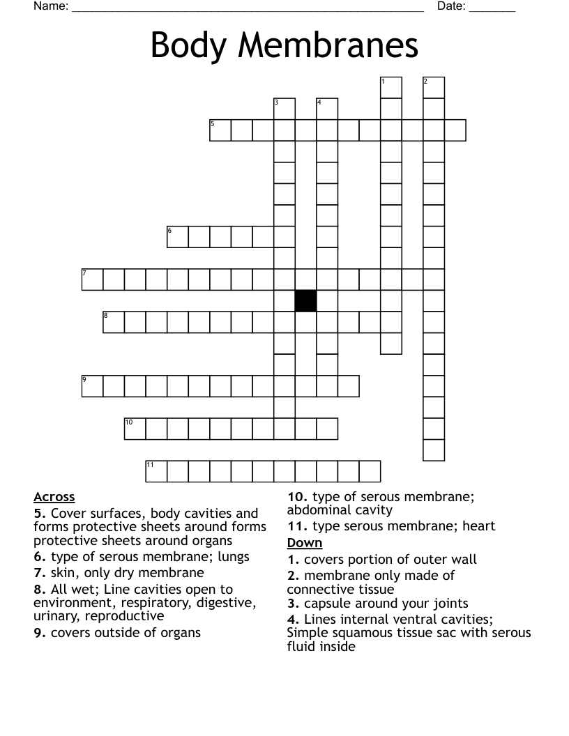 Body Membranes Crossword WordMint