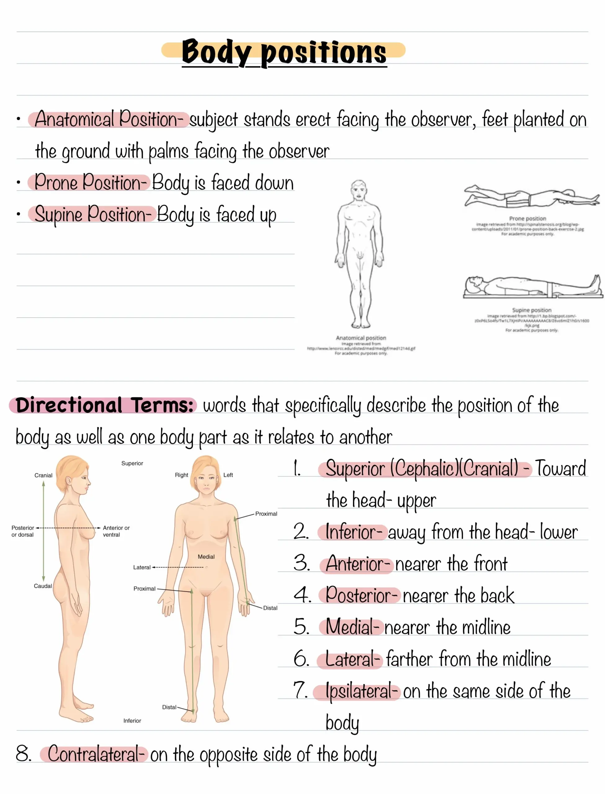 Body Positions Directional Terms Planes And Body Cavities Body Positions Directional Terms Planes And Body Cavities