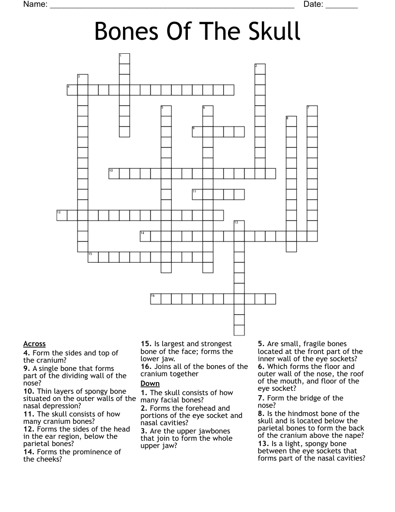 Bones Of The Skull Crossword WordMint Bones Of The Skull Crossword WordMint