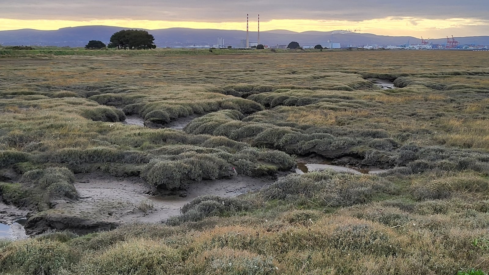Bull Island Is Nature s Gift To Dubliners They Haven t Been Grateful The Irish Times