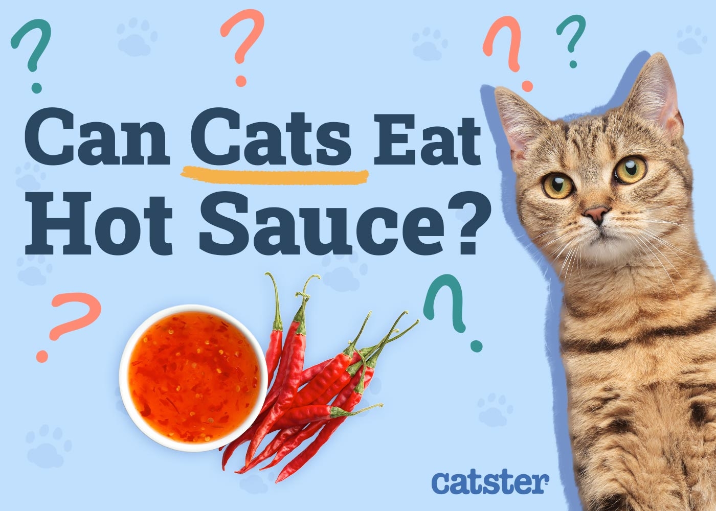 Can Cats Eat Hot Sauce Vet Verified Safety Guide Catster Can Cats Eat Hot Sauce Vet Verified Safety Guide Catster