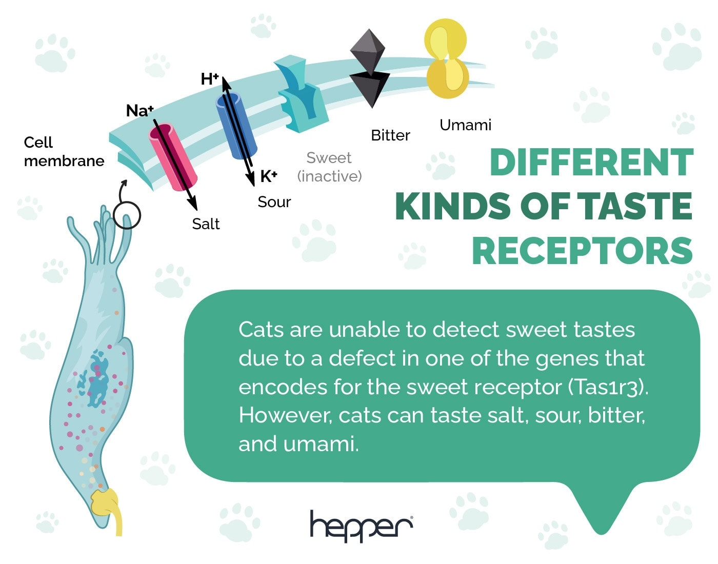 Can Cats Eat Spicy Food Vet Reviewed Nutrition Safety Facts Hepper Pet Resources Can Cats Eat Spicy Food Vet Reviewed Nutrition Safety Facts Hepper Pet Resources