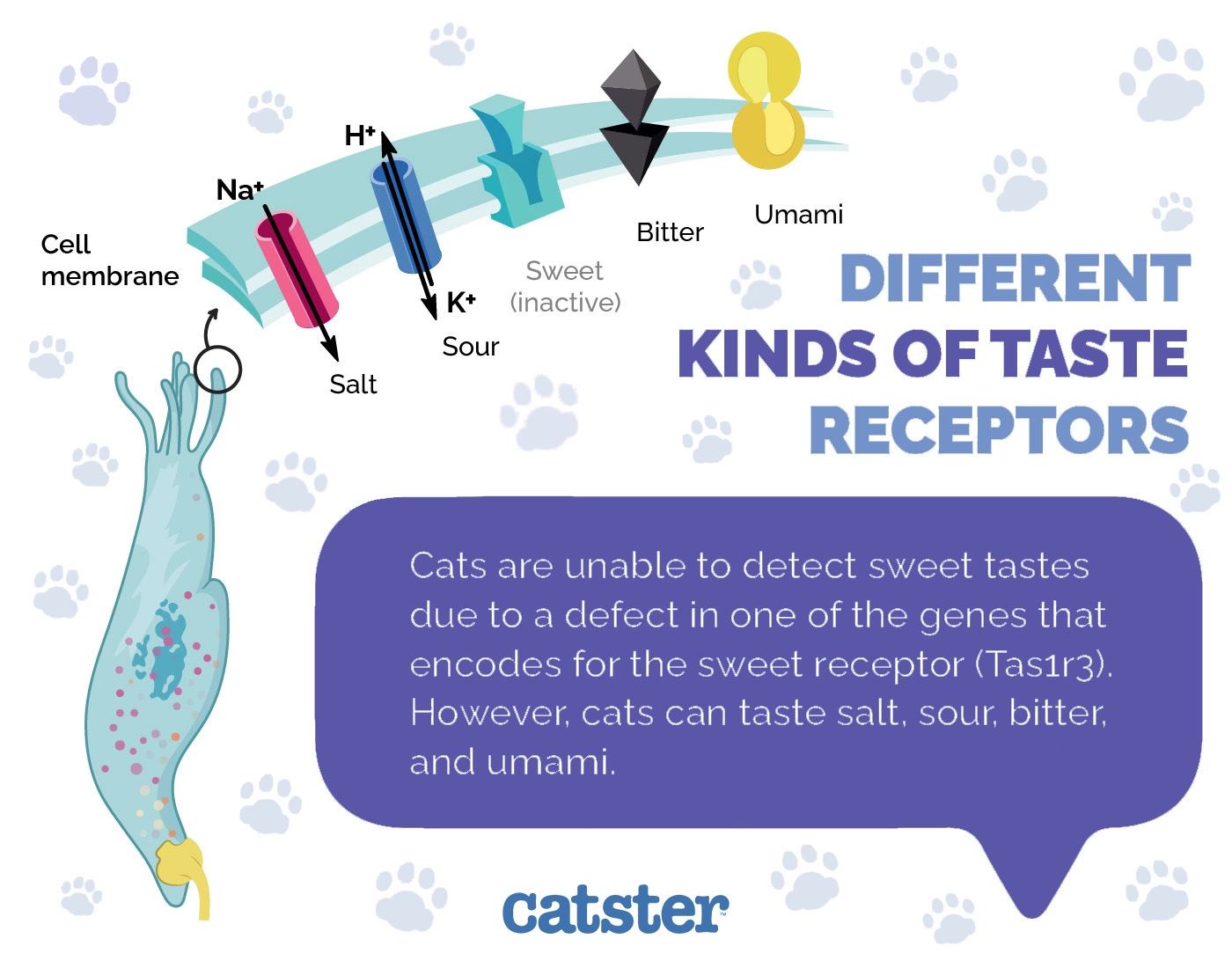 Can Cats Taste Spicy Food Our Vet Explains Risks Facts Catster Can Cats Taste Spicy Food Our Vet Explains Risks Facts Catster