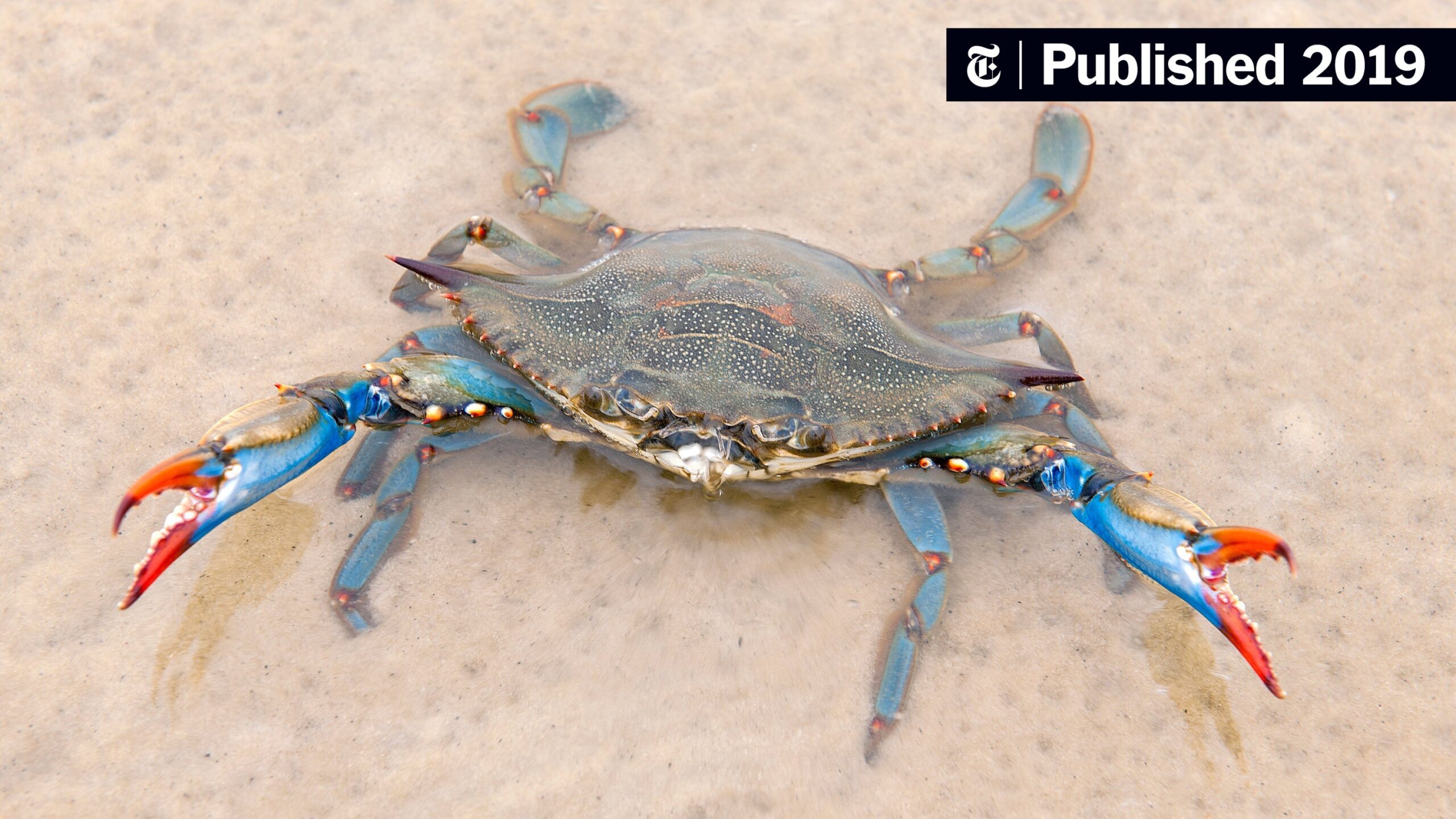 Cantankerous Sort The New York Times