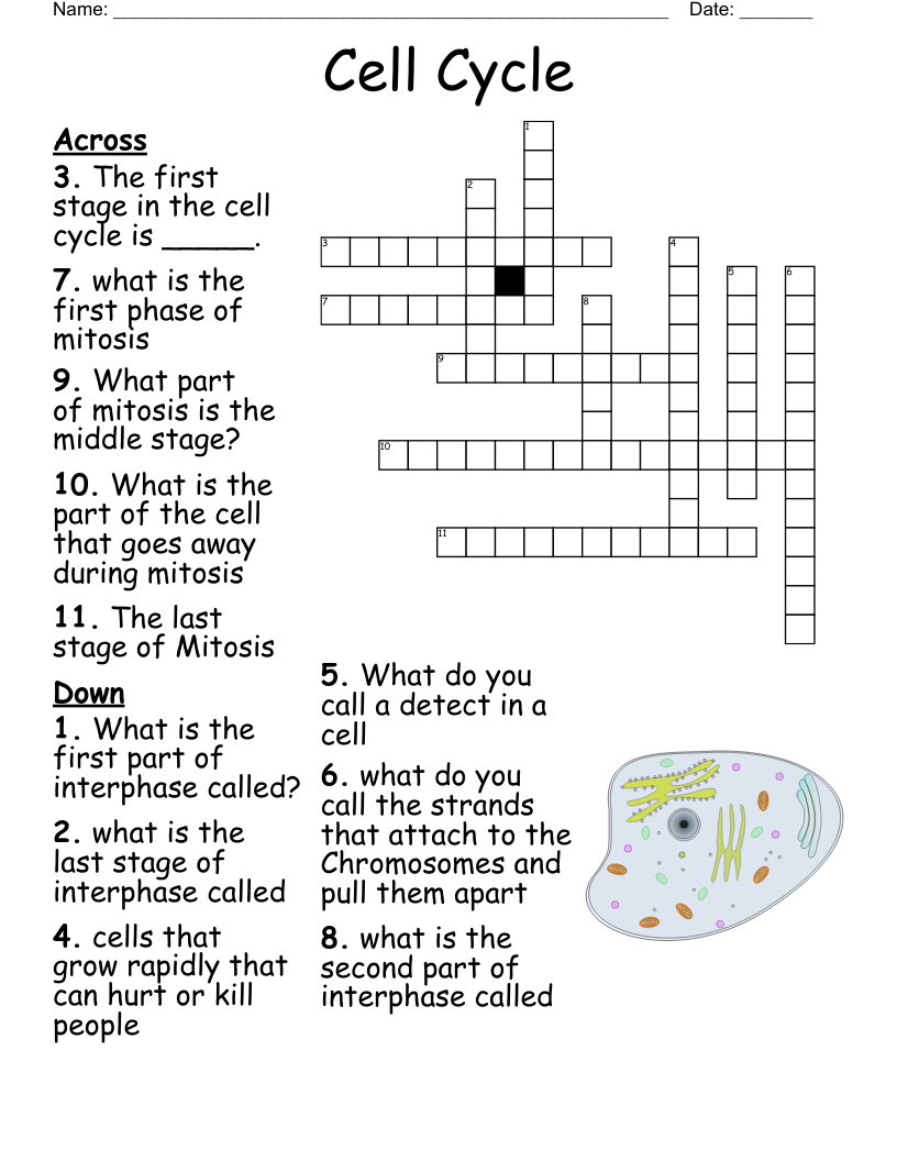 Cell Cycle Crossword WordMint