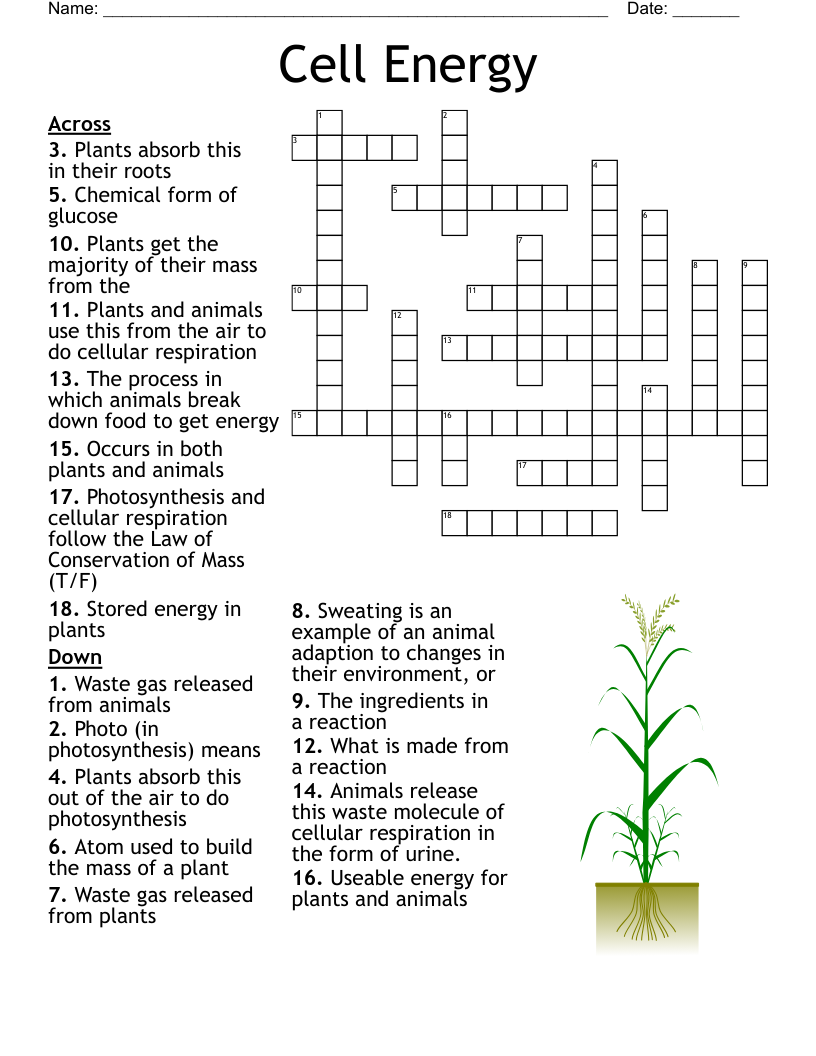 Cell Energy Crossword WordMint Cell Energy Crossword WordMint