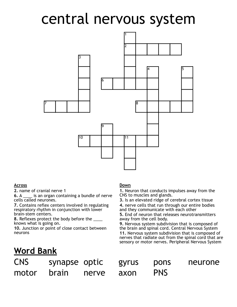 Central Nervous System Crossword WordMint