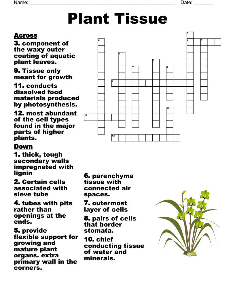 Connective Tissue Crossword WordMint