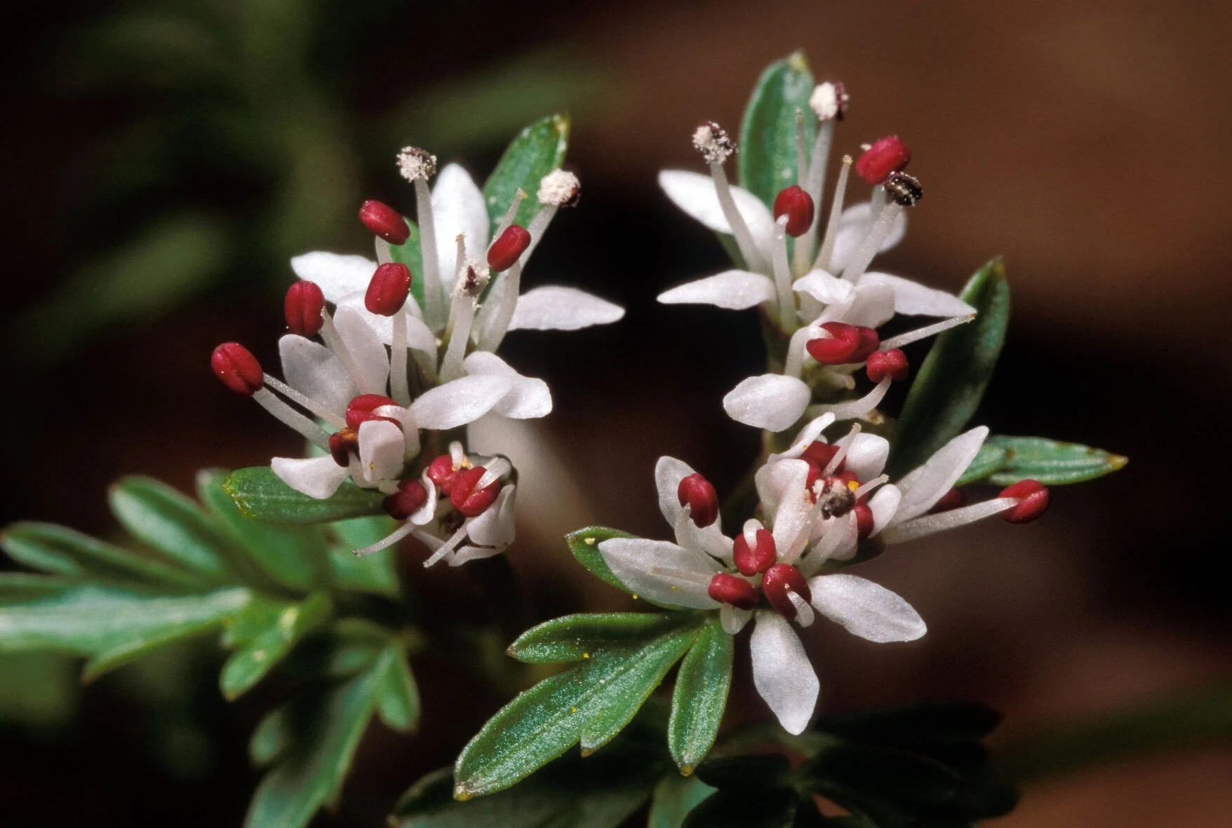 Conservation Corner Missouri s Goddess Of Dawn Lifestyles Westnewsmagazine