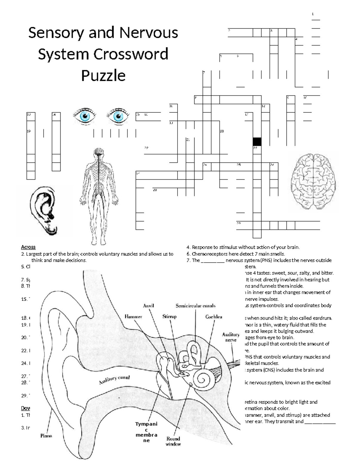 Crossword Puzzle On Sensory Nervous System BIO 101 Studocu Crossword Puzzle On Sensory Nervous System BIO 101 Studocu