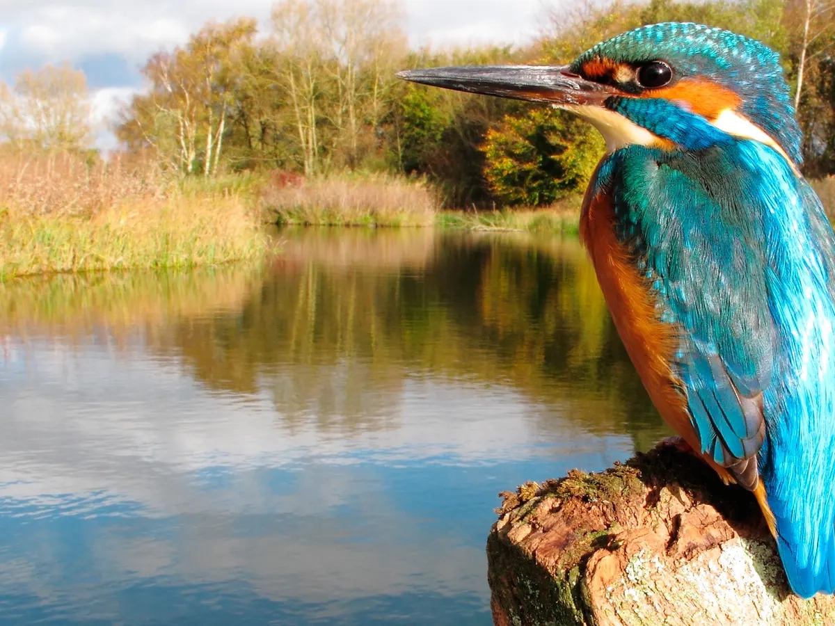 marsh bird crossword clue 4 letters