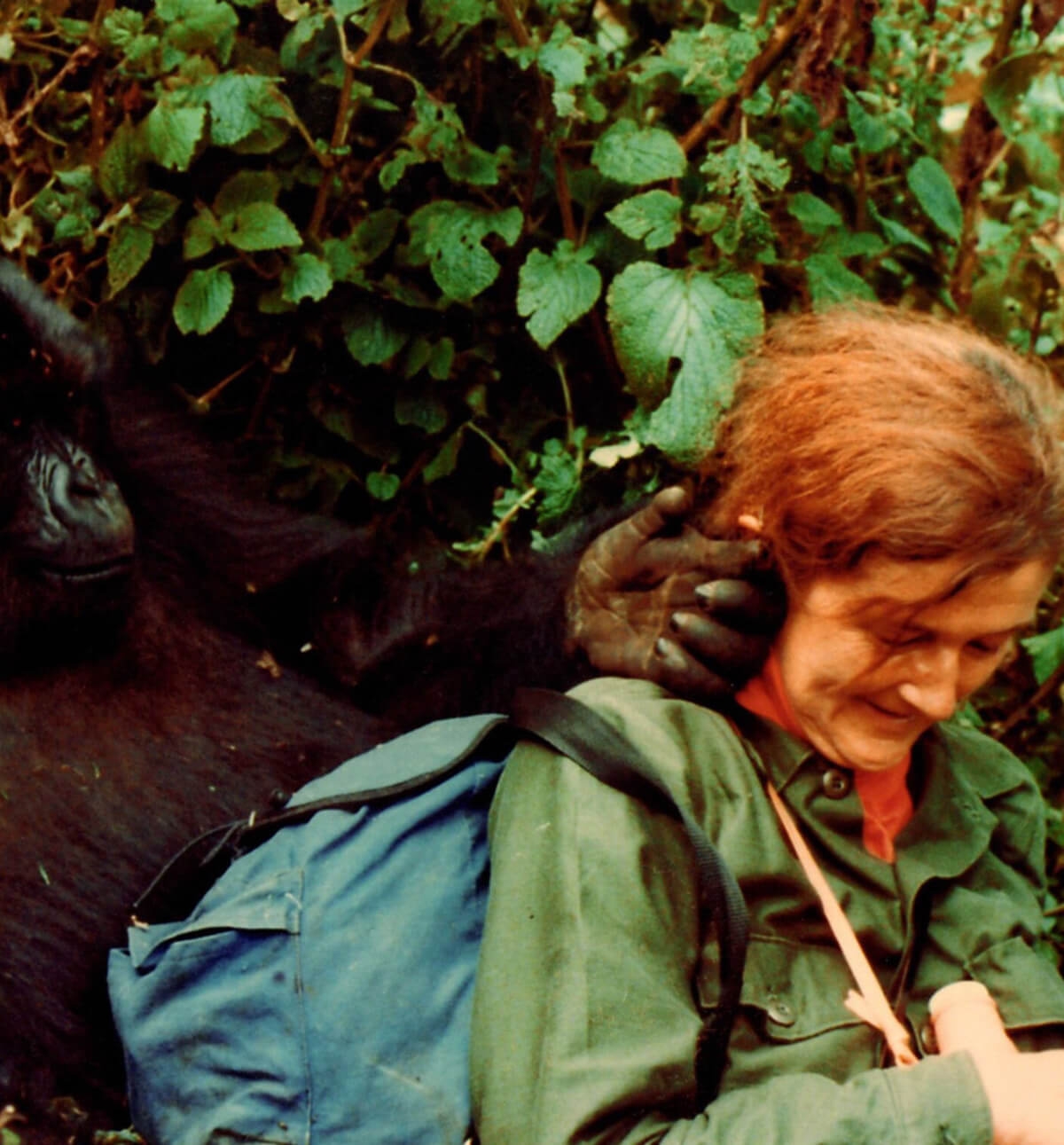 Dian Fossey Gorilla Conservation Hero Legacy In Action One Earth Dian Fossey Gorilla Conservation Hero Legacy In Action One Earth