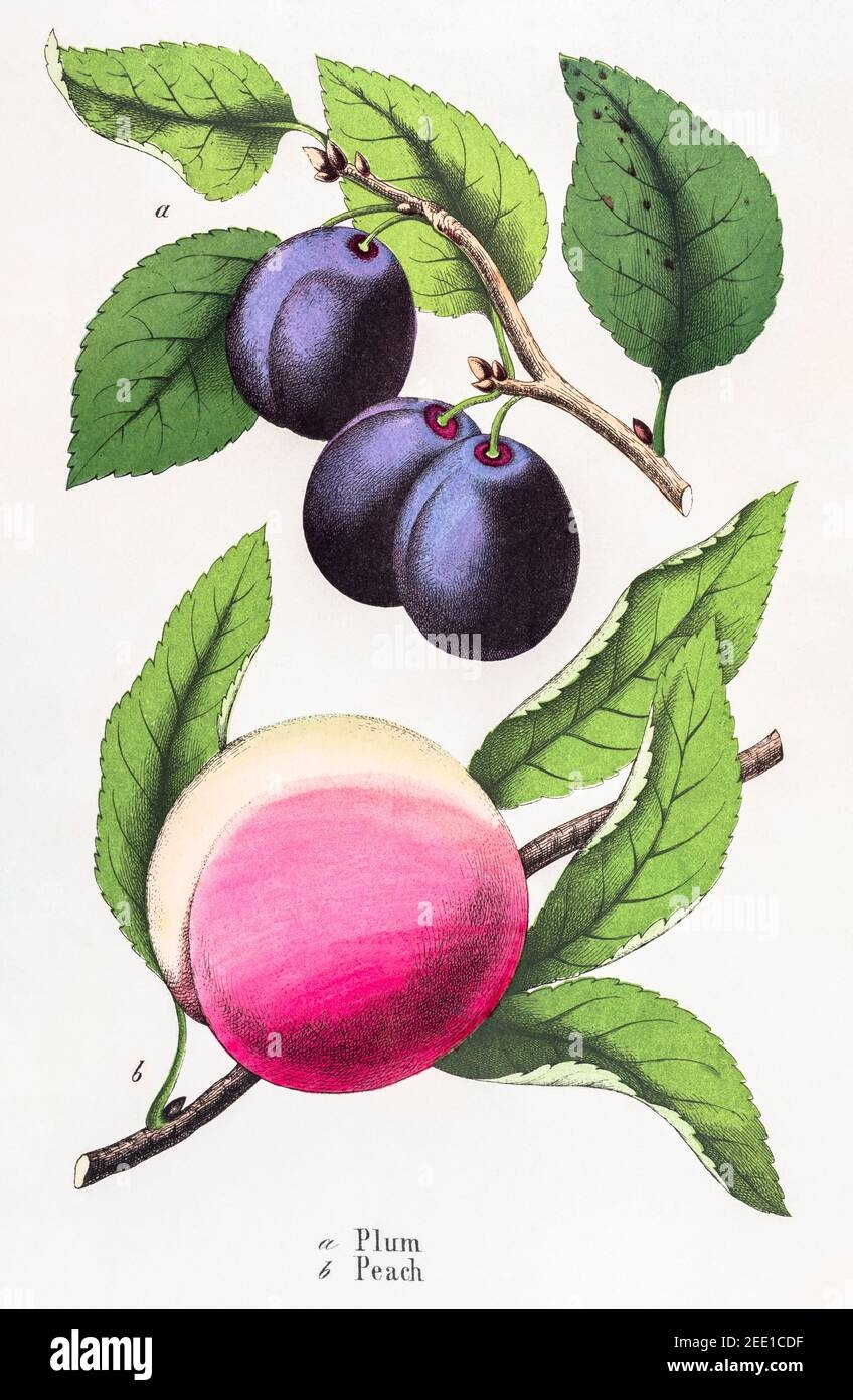 Digitally Restored 19th Century Victorian Botanical Illustration Of Ripe Plum And Peach Fruits See Notes For Source And Process Info Stock Photo Alamy