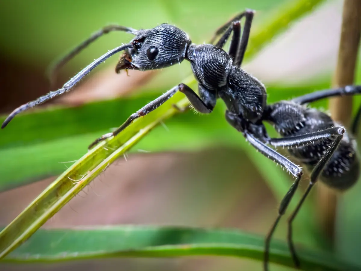 Do Worms Feel Pain And Are Ants Happy Why The Science On Invertebrate Feelings Is Evolving Invertebrates The Guardian