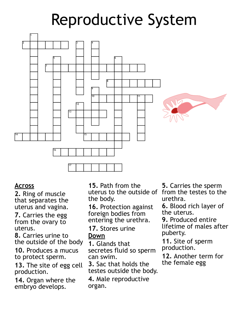 egg cells crossword clue 3 letters