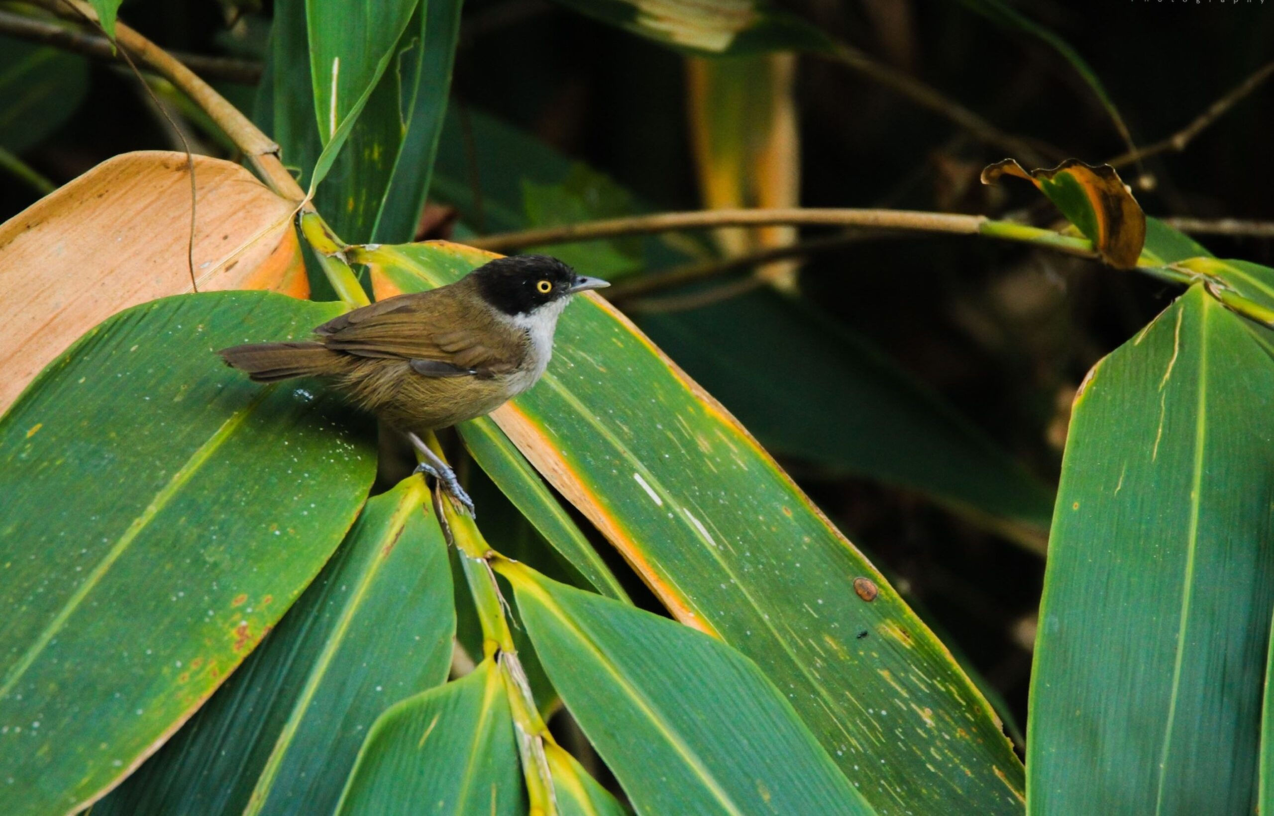 small songbirds crossword clue