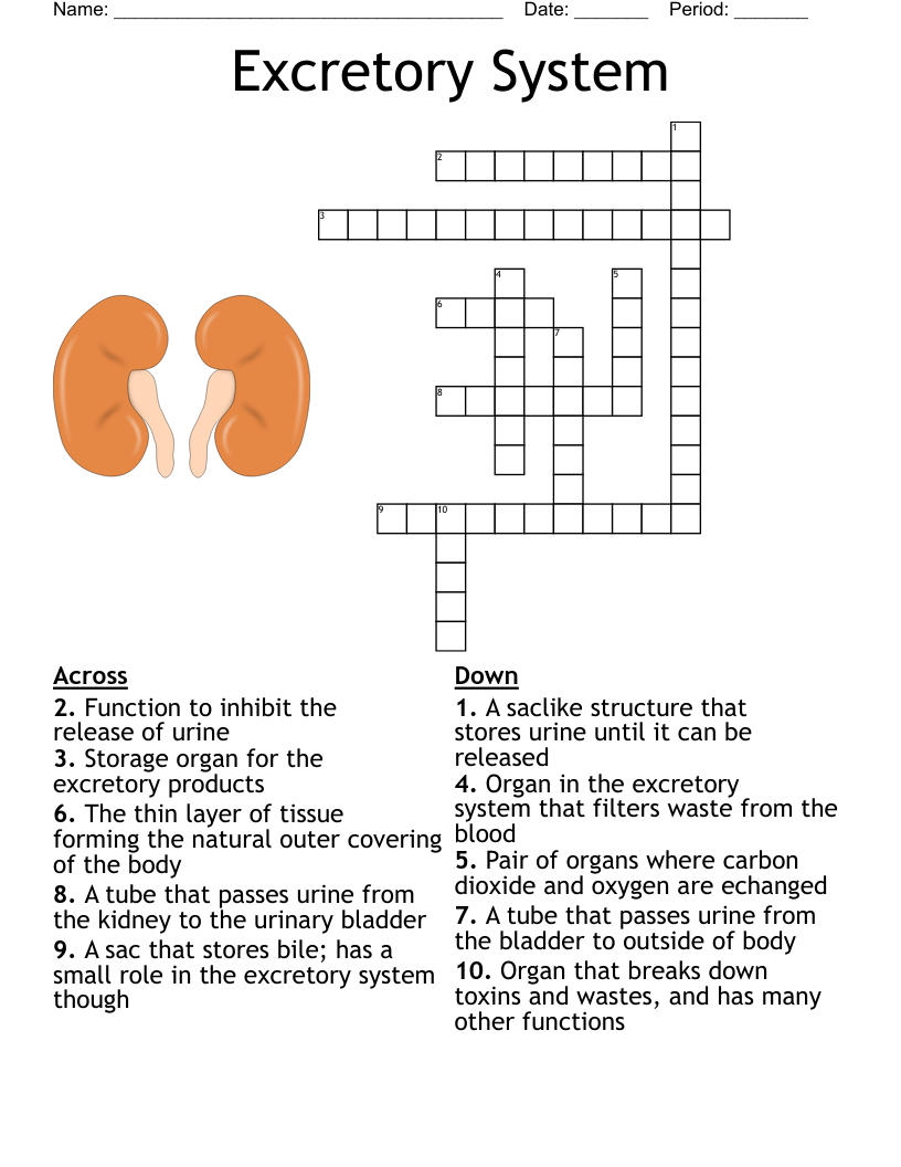 Excretory System Crossword WordMint