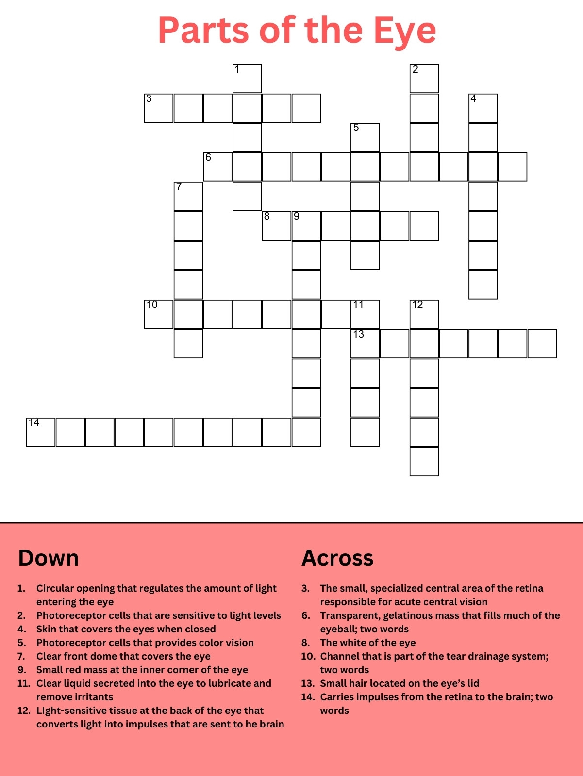 Eye Anatomy Crossword Puzzle