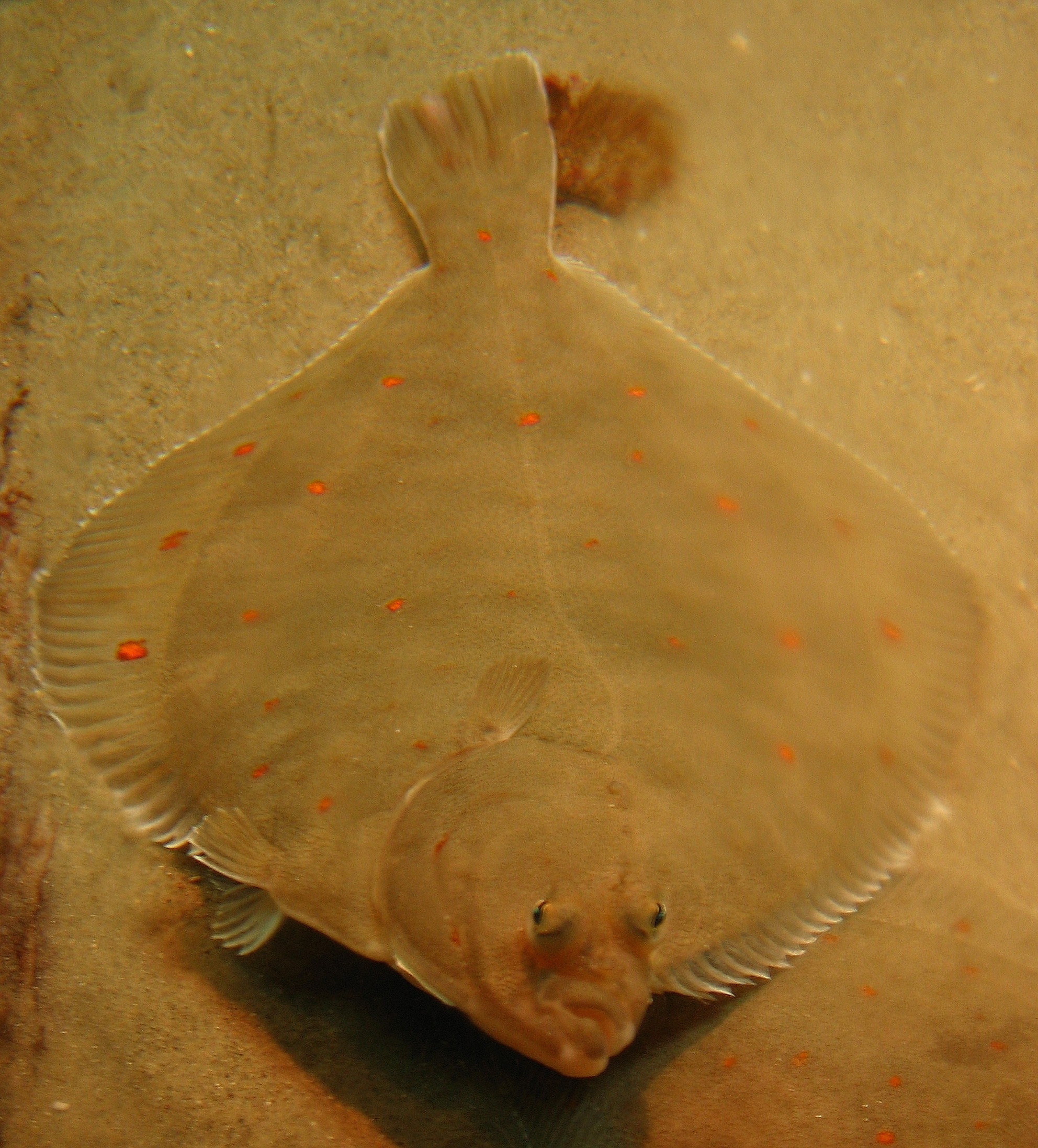 Flatfish Wikipedia