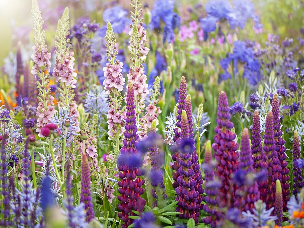 showy flowers crossword puzzle clue