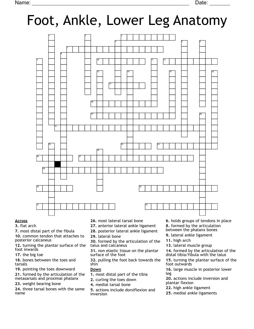 Foot Ankle Lower Leg Anatomy Crossword WordMint Foot Ankle Lower Leg Anatomy Crossword WordMint