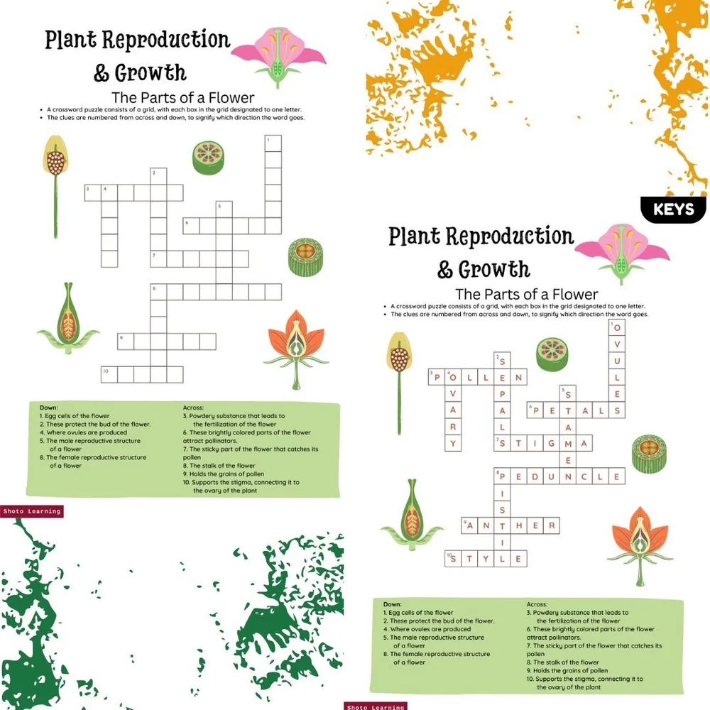Free Flower Parts Crossword Puzzle Fun Botany Brain Teaser