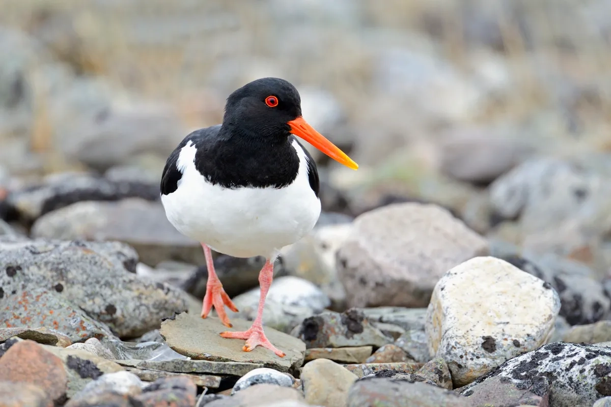 From Marsh To Estuary 9 Long legged Shore Skimming Wading Birds To Watch Out For This Winter Countryfile
