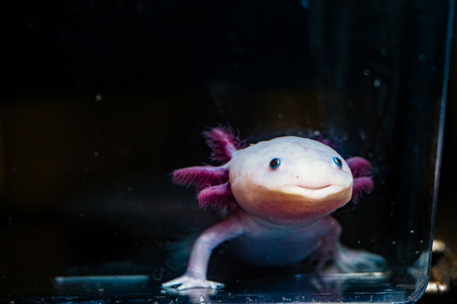 salamander crossword clue salamander crossword clue