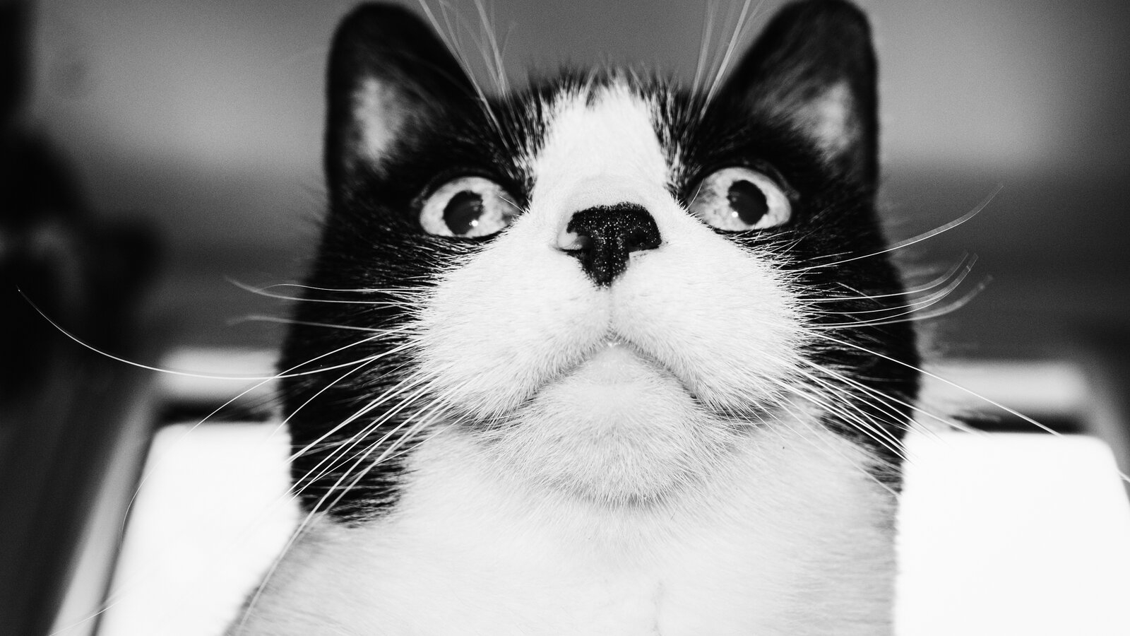 Head Honcho The New York Times