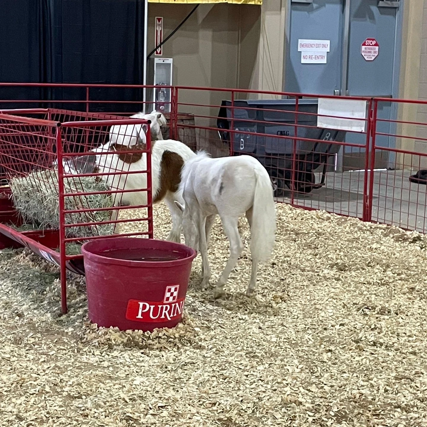 petting zoo equines crossword clue