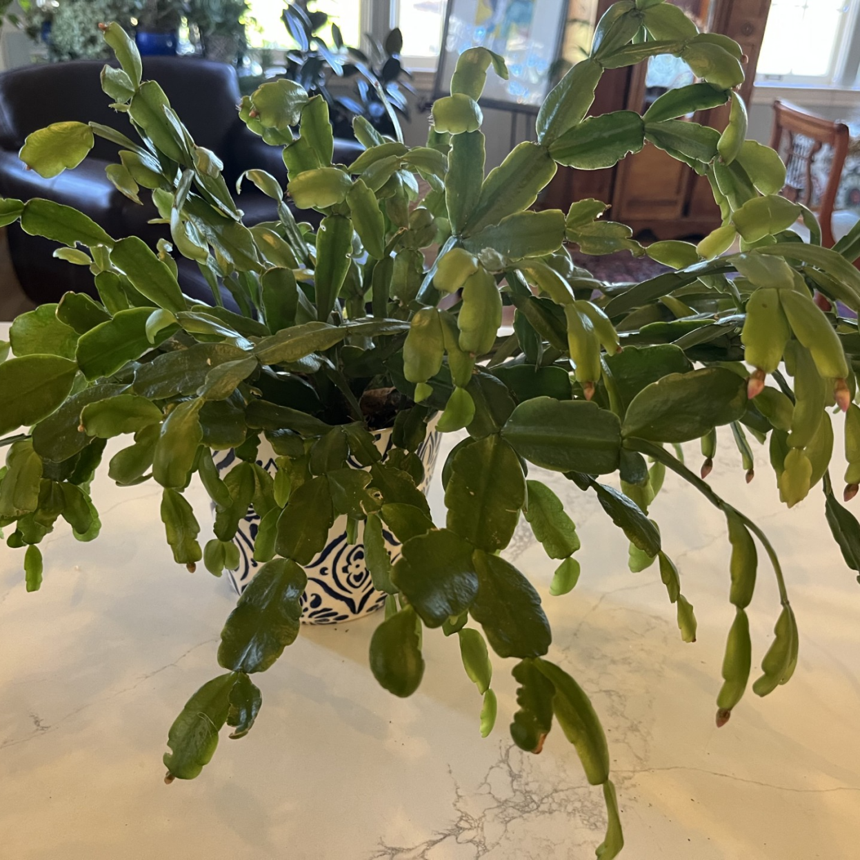 Holiday Cactuses Cheerful Blooms To Brighten Your Winter Home Home And Garden Yakimaherald Holiday Cactuses Cheerful Blooms To Brighten Your Winter Home Home And Garden Yakimaherald