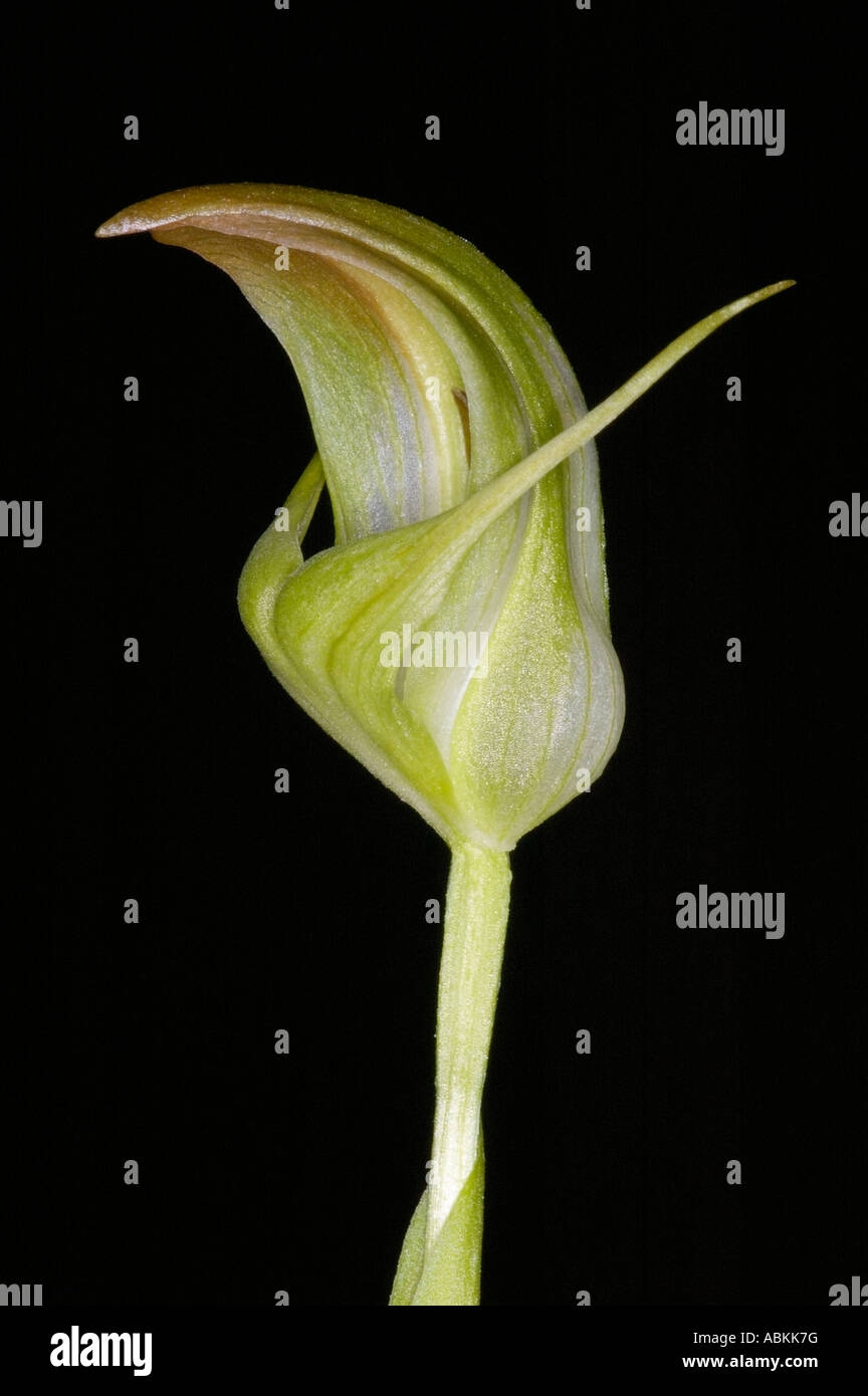 Hoodwink Hi res Stock Photography And Images Alamy Hoodwink Hi res Stock Photography And Images Alamy