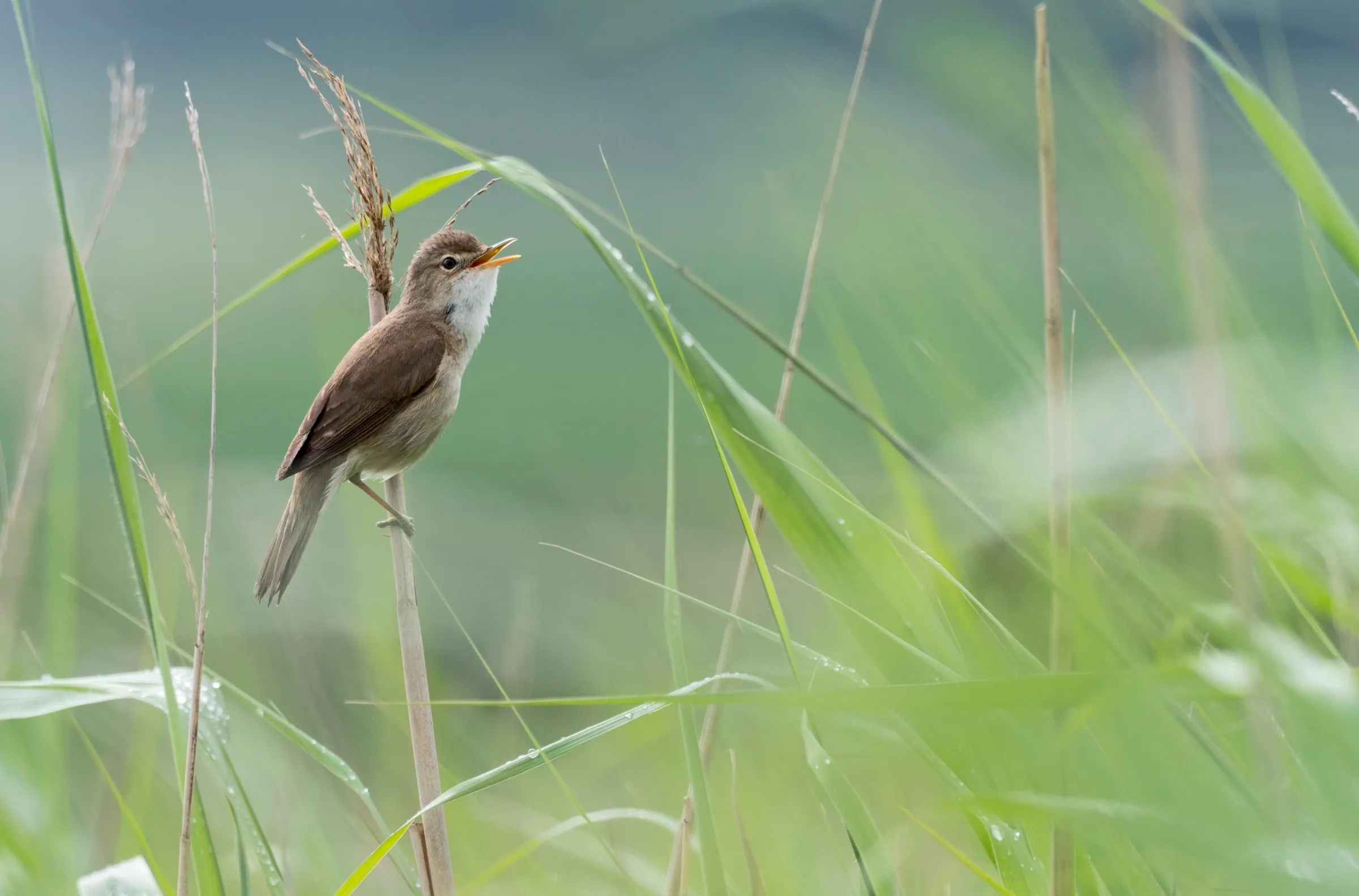 How Migratory Birds Use Earth s Magnetic Field To Navigate And Fly Home Vox