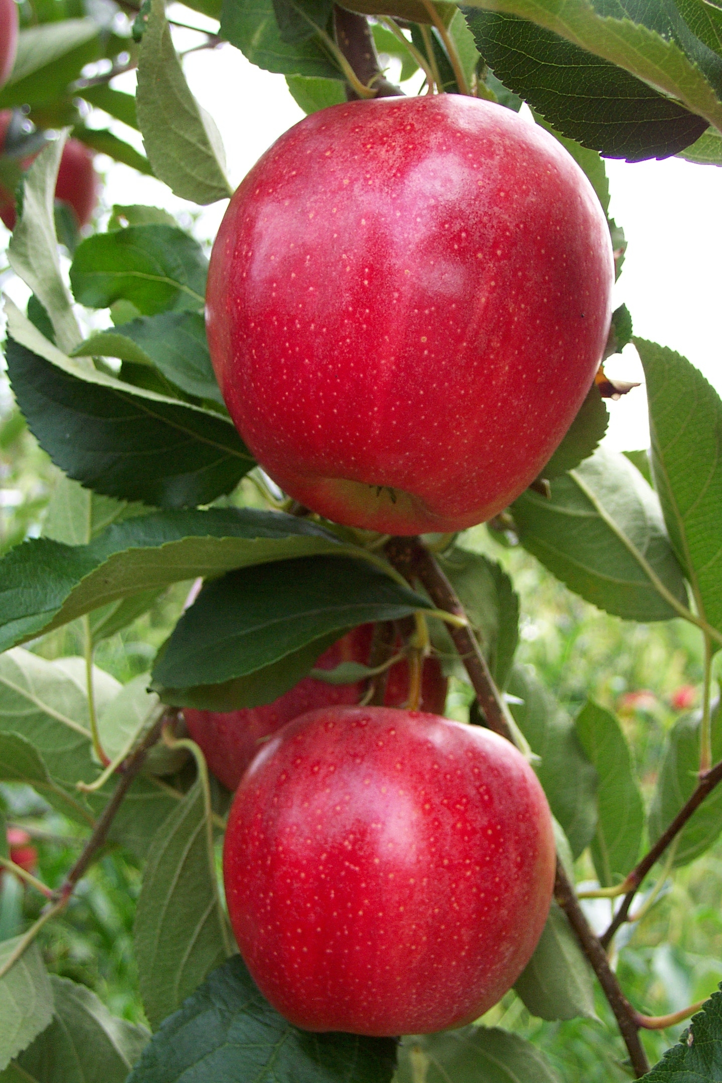 HRF Apple Varieties